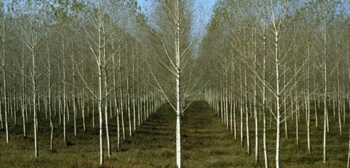 ALBERI SACRI – Parte 2 - Pioppo