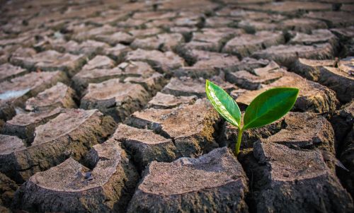 EDUCARE: La Cura della NATURA