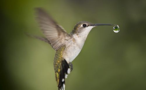 L’esempio del colibrì